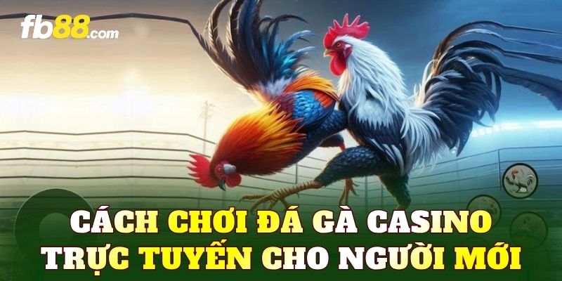 Cách chơi đá gà casino trực tuyến cho người mới